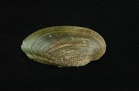 藏品(石蚌)的圖片